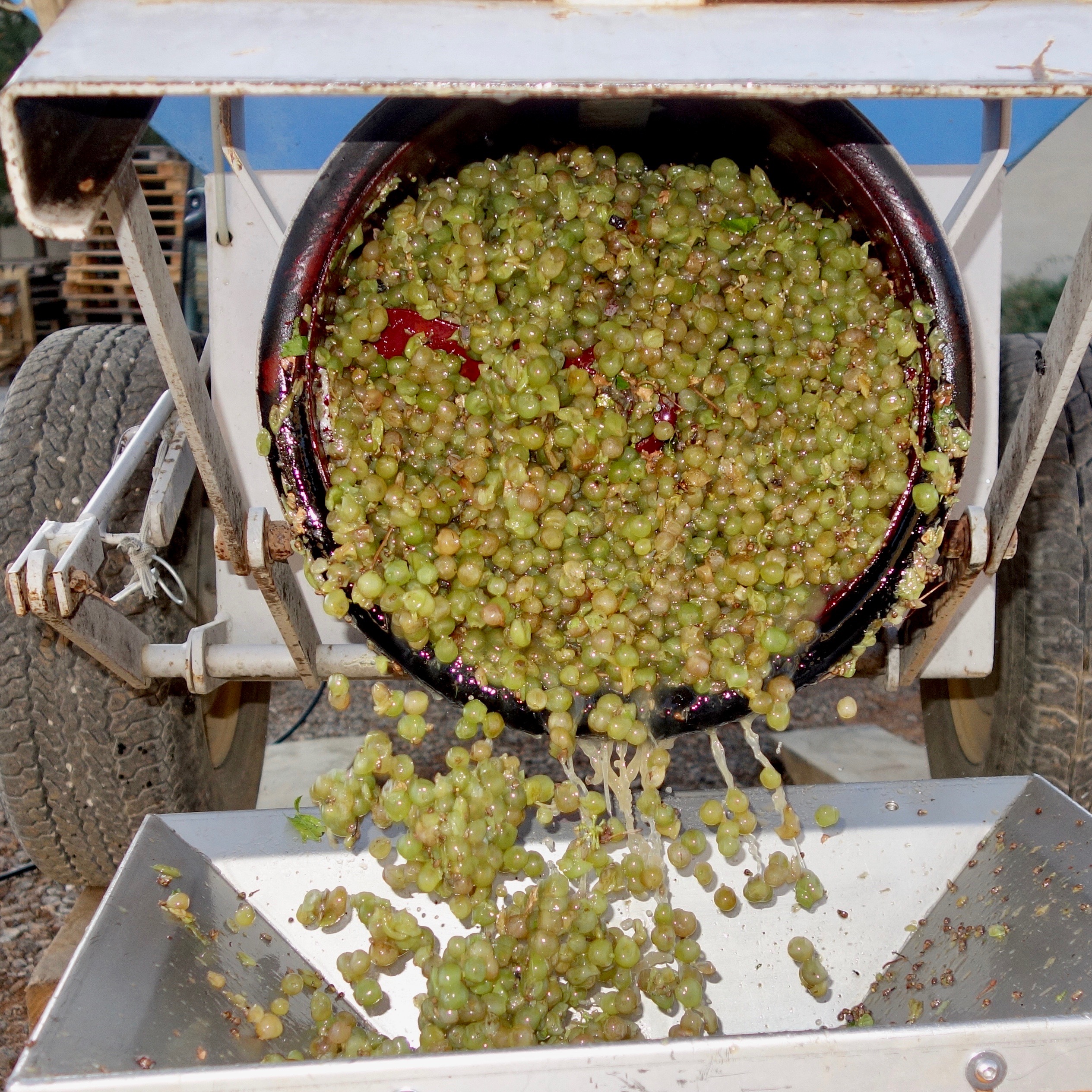 Viognier 2019: banc des vendanges dimanche 08 septembre