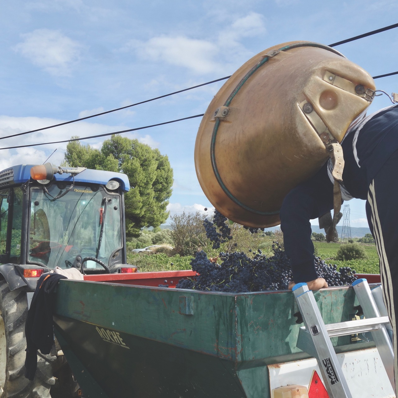Vendanges 2019: compliquées mais prometteuses…