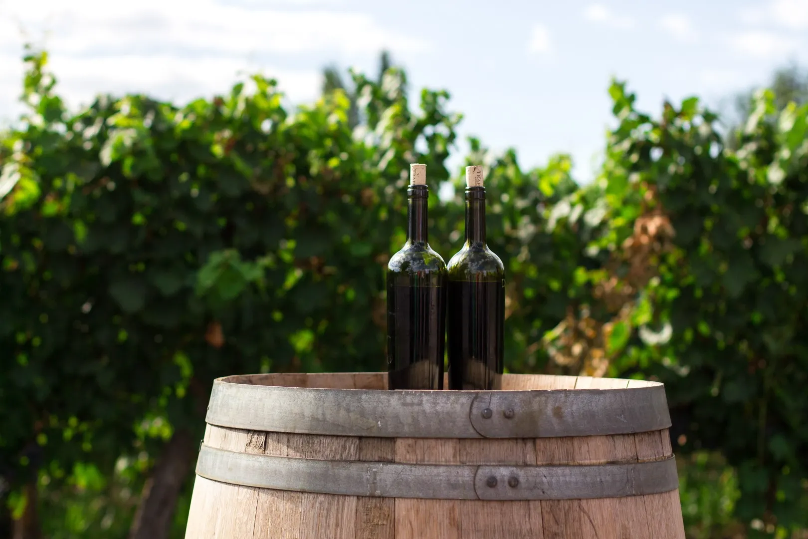 terroirs.a3471b54